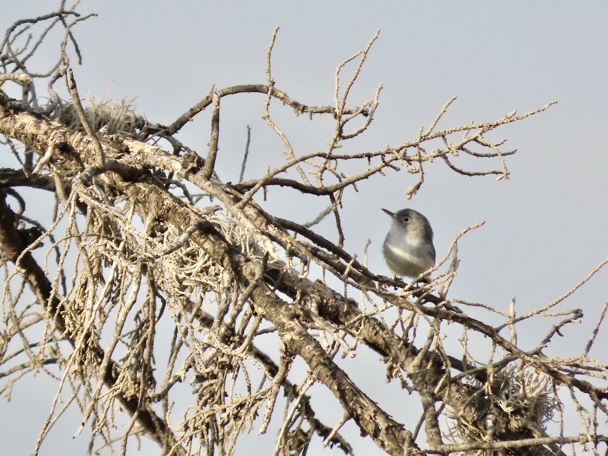 Blue-gray Gnatcatcher - ML646460435