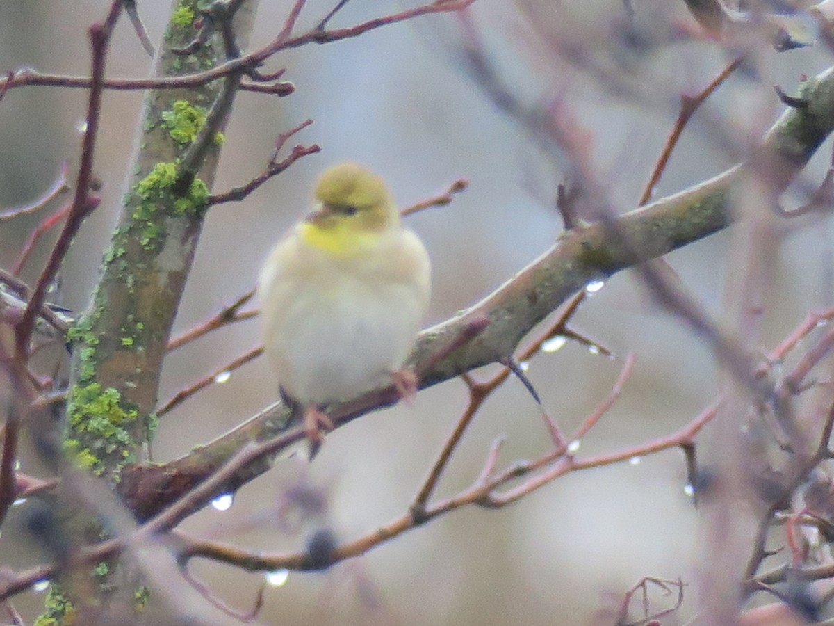 American Goldfinch - ML646460436