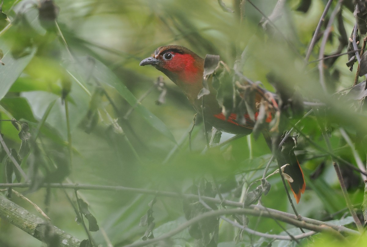 アカガオヤブドリ - ML646460437