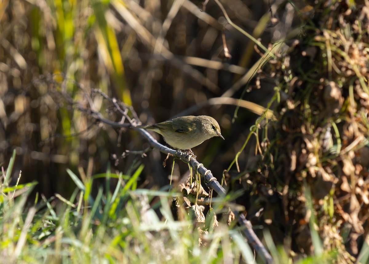 Luì piccolo - ML646460438