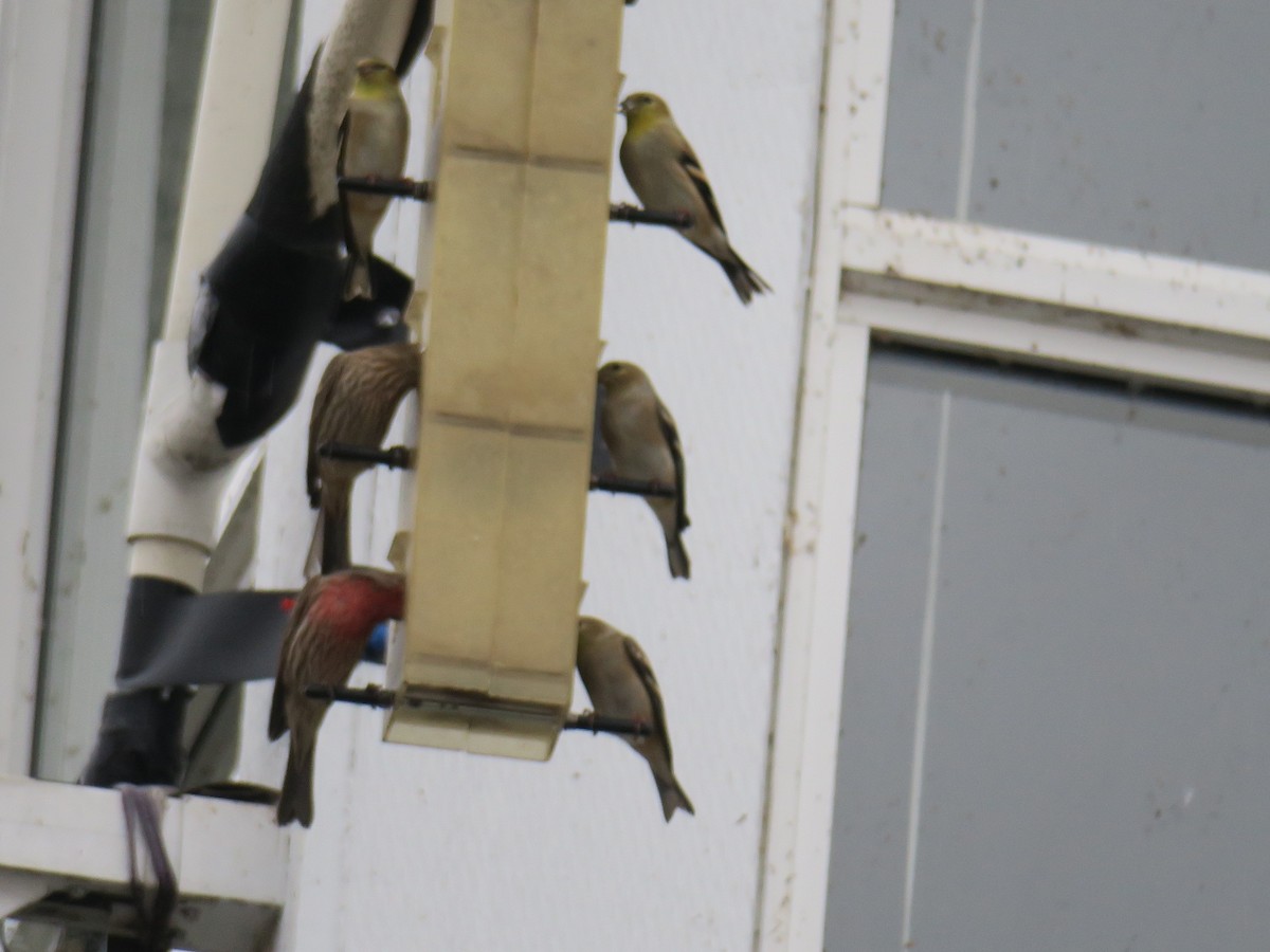 American Goldfinch - ML646460442