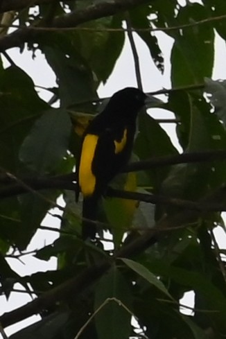 Yellow-rumped Cacique - ML646460444