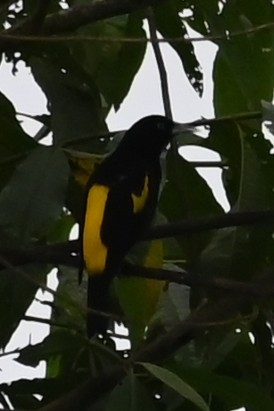 Yellow-rumped Cacique - ML646460445