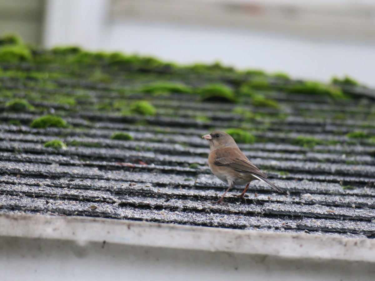 Dark-eyed Junco - ML646460446