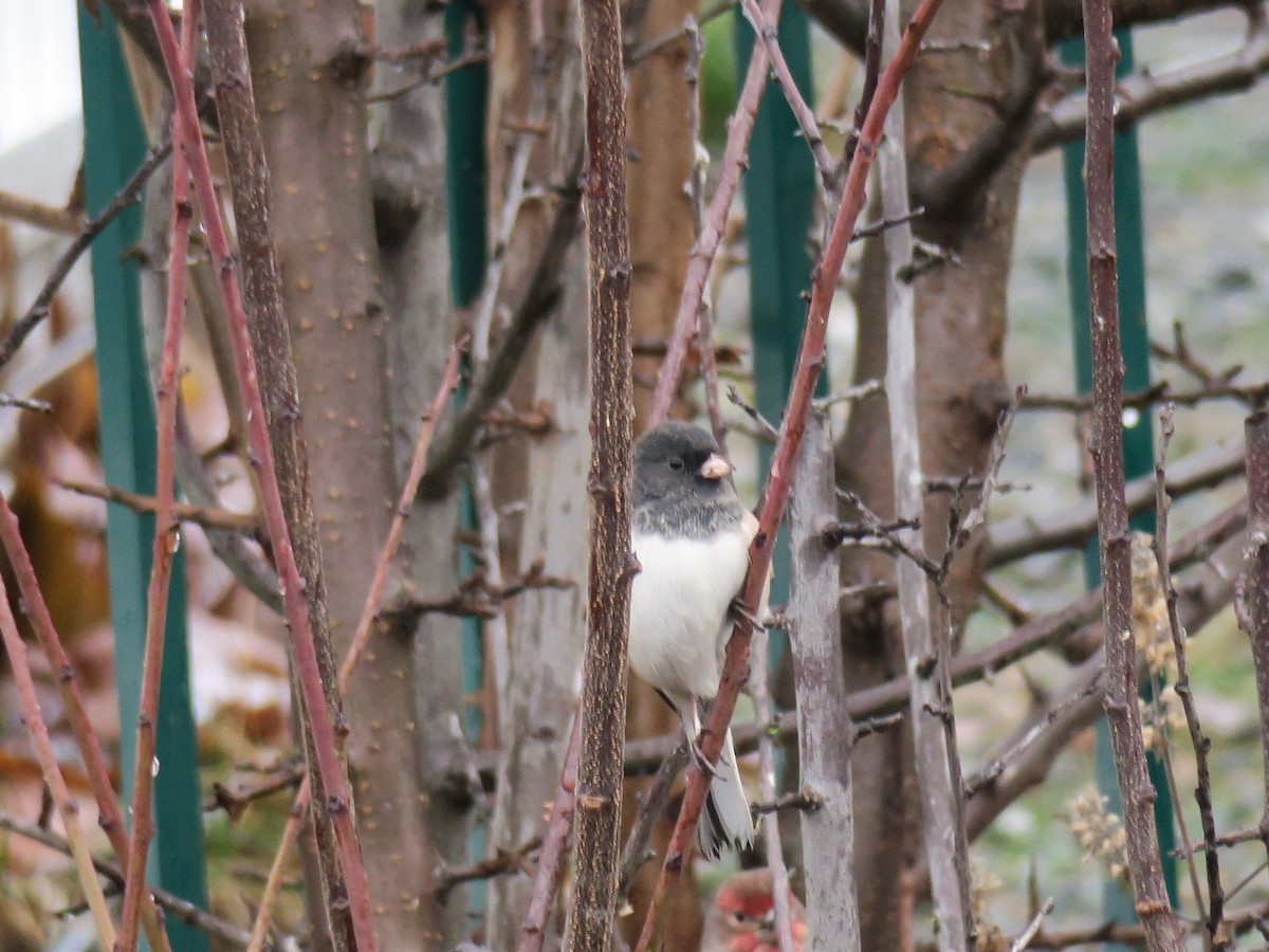 Dark-eyed Junco - ML646460447