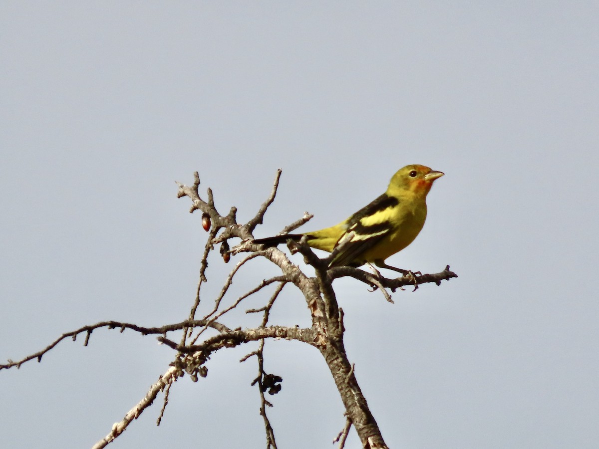 Western Tanager - ML646460452
