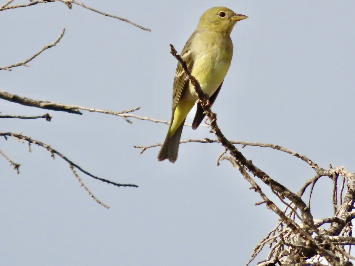 Western Tanager - ML646460453
