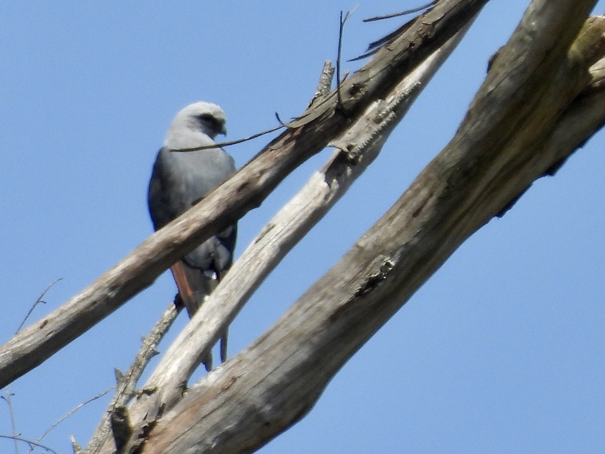 Kurşuni Çaylak - ML646460454