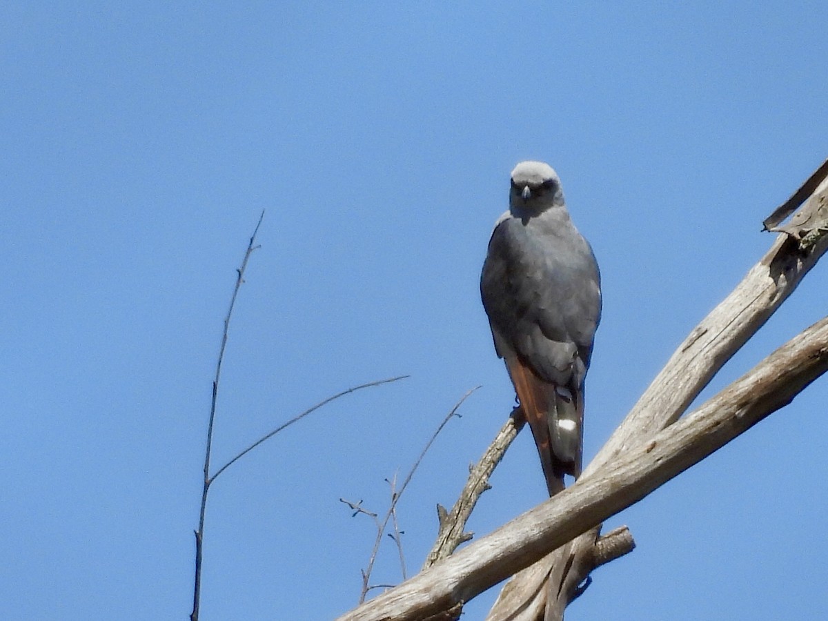 Kurşuni Çaylak - ML646460455