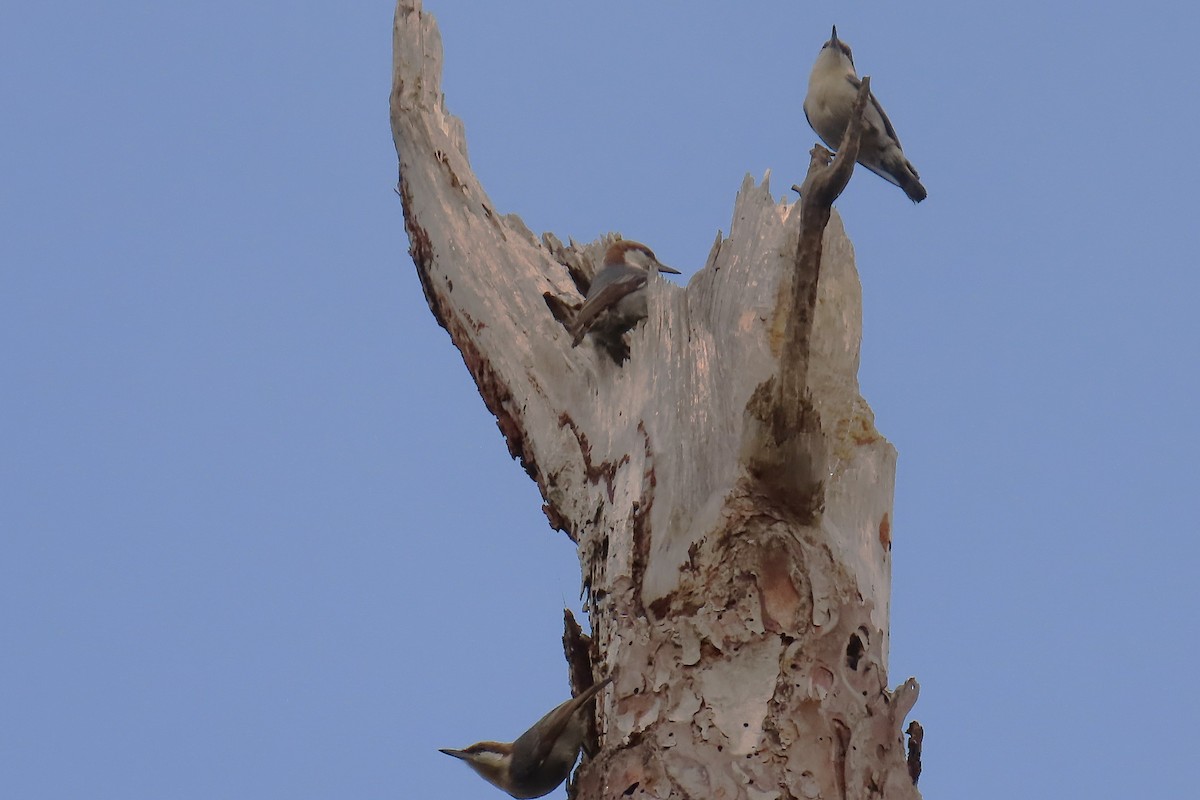 Boz Başlı Sıvacı - ML646460458