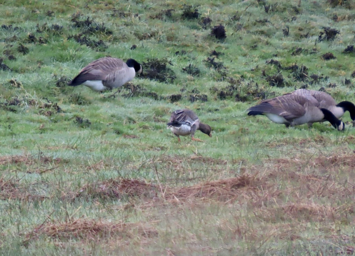 Greater White-fronted Goose - ML646460461