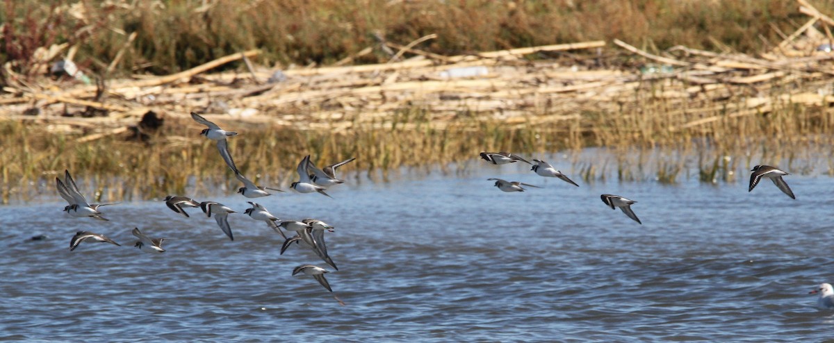 Common Ringed Plover - ML646460462