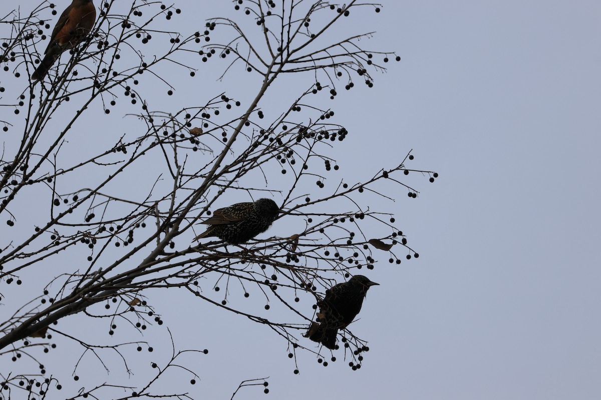 European Starling - ML646460463