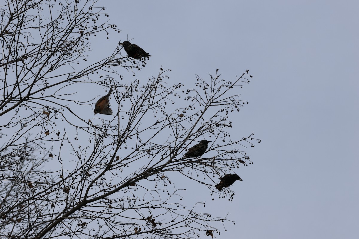 European Starling - ML646460464