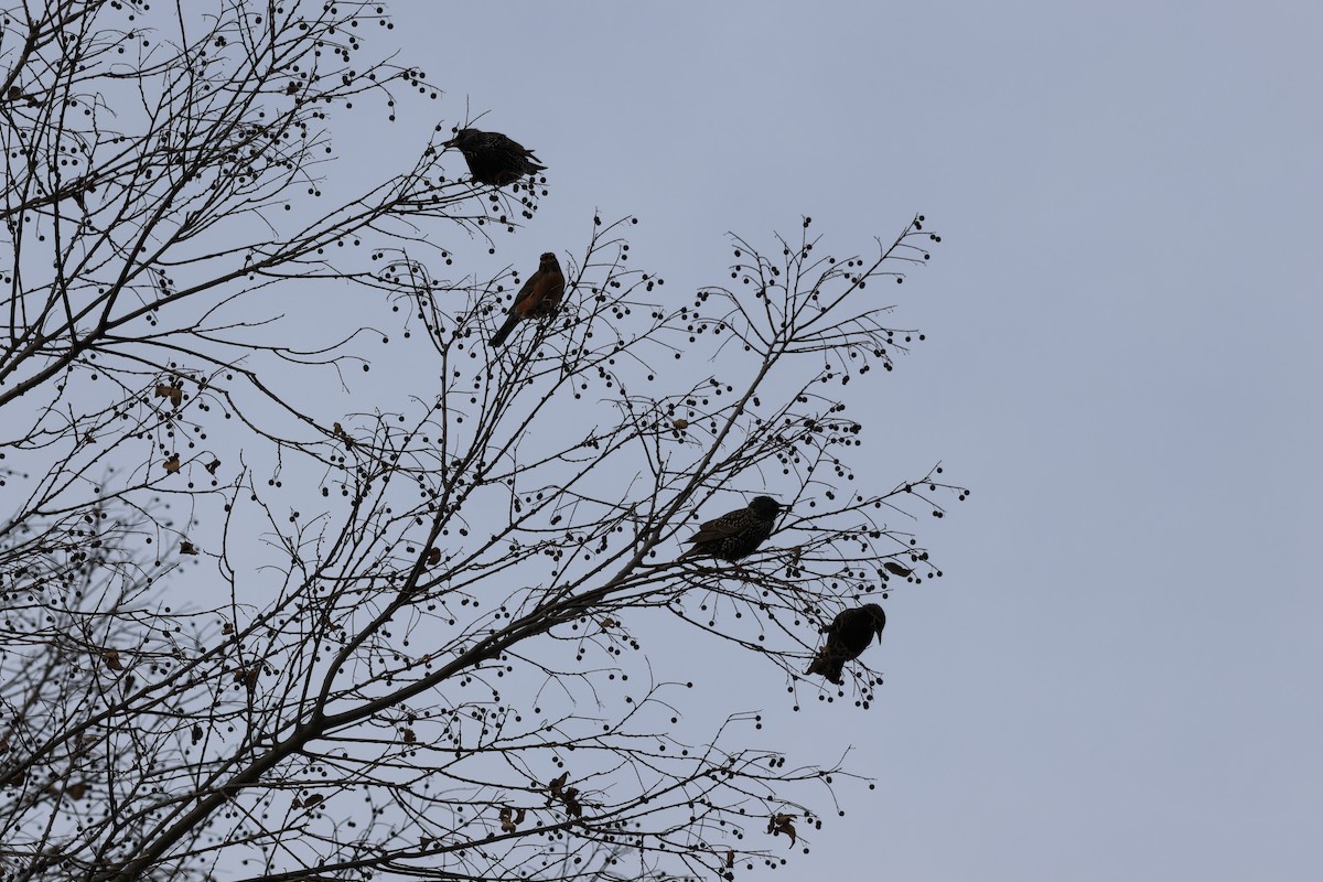 European Starling - ML646460465