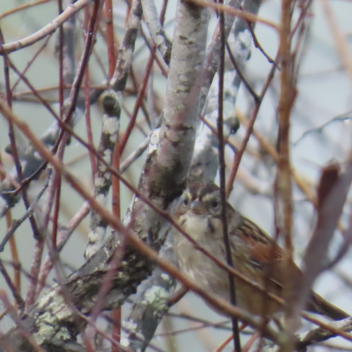 Пасовка болотяна - ML646460466