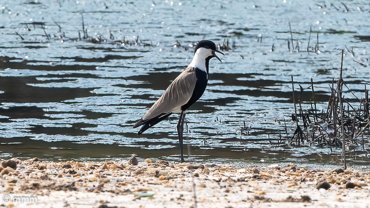Spur-winged Lapwing - ML646460468