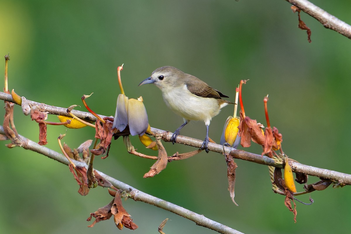 Nilgiri Flowerpecker - ML646460469