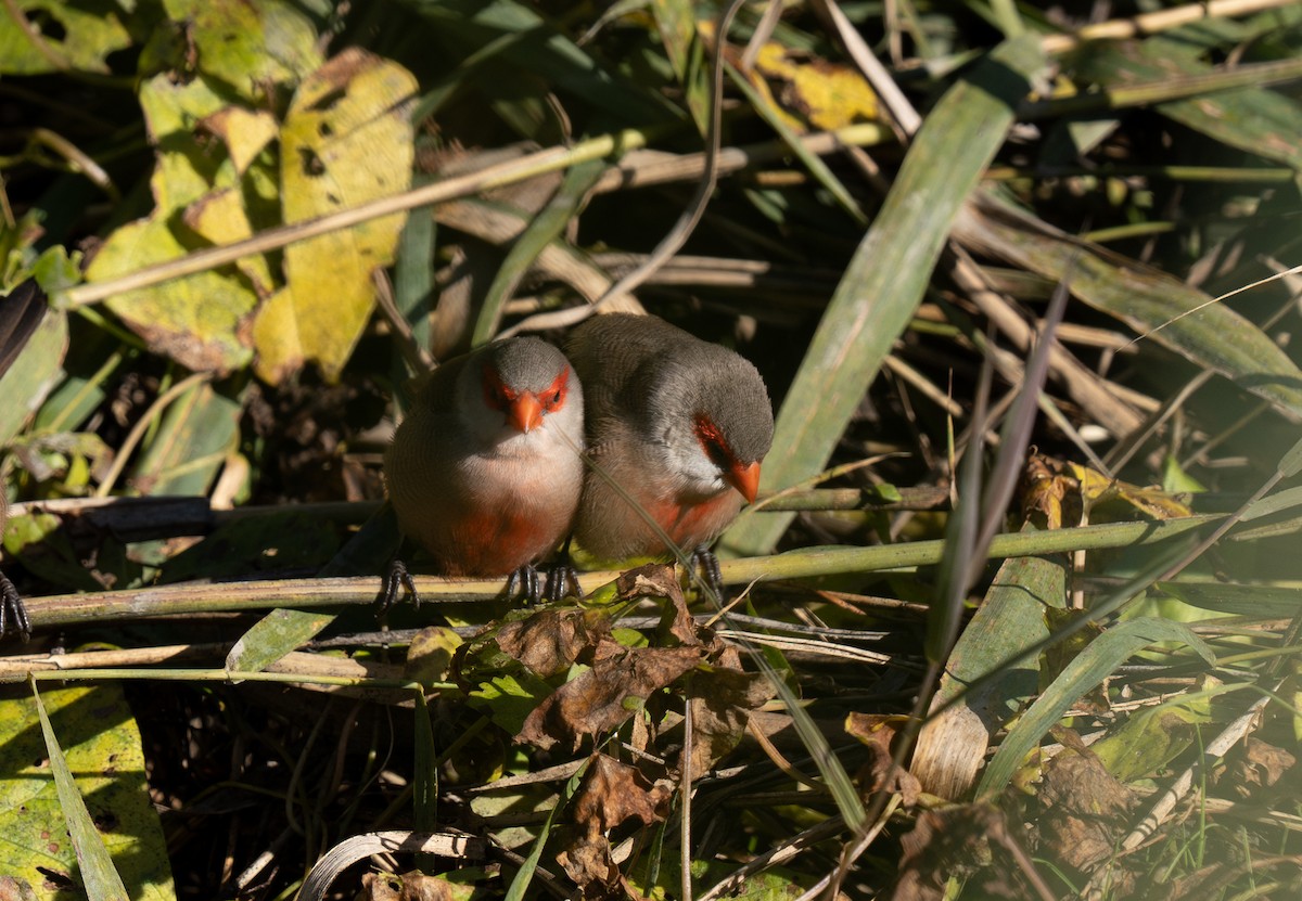 Common Waxbill - ML646460470