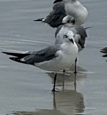 Laughing Gull - ML646460472