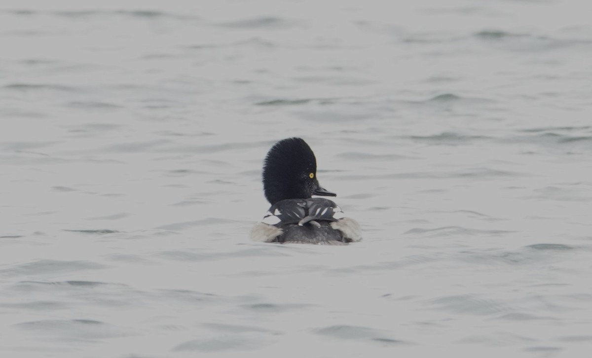 Common Goldeneye x Hooded Merganser (hybrid) - ML646460477