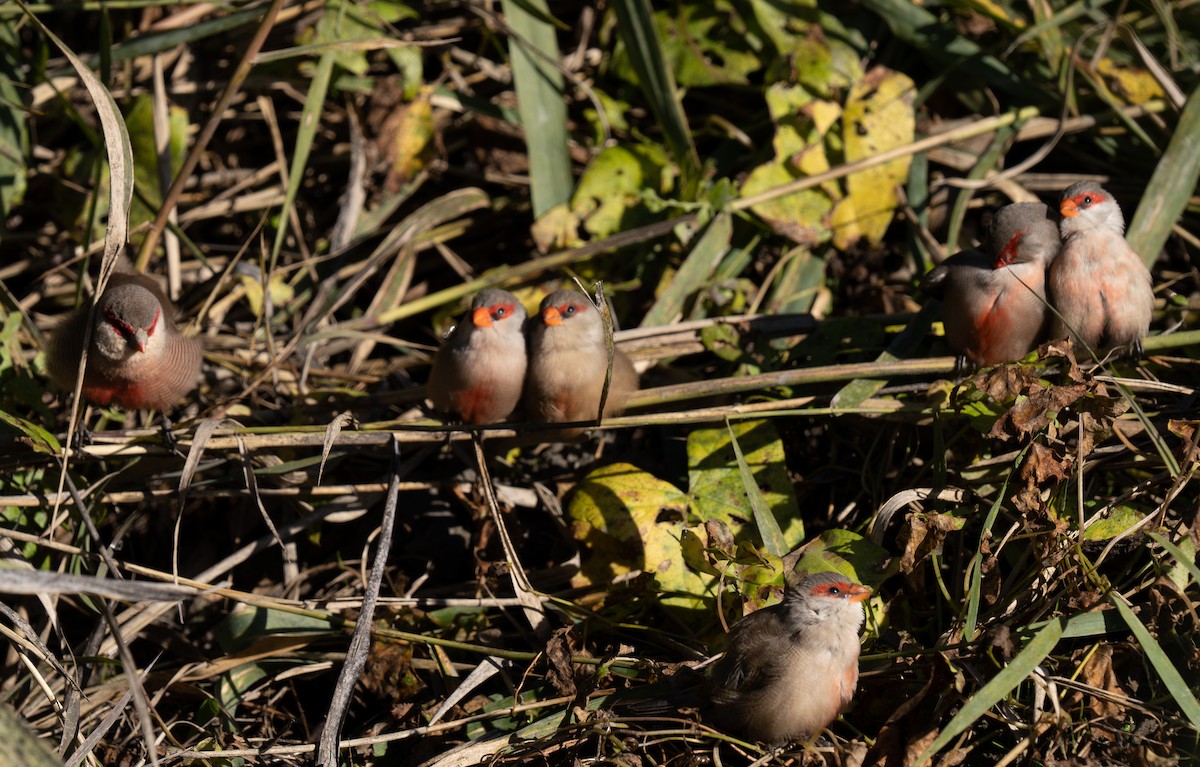 Common Waxbill - ML646460479