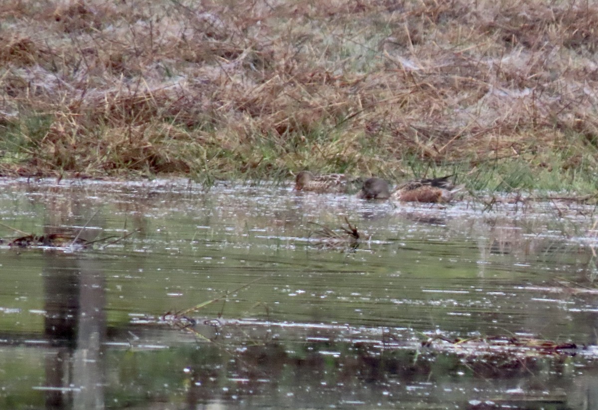 Northern Shoveler - ML646460480