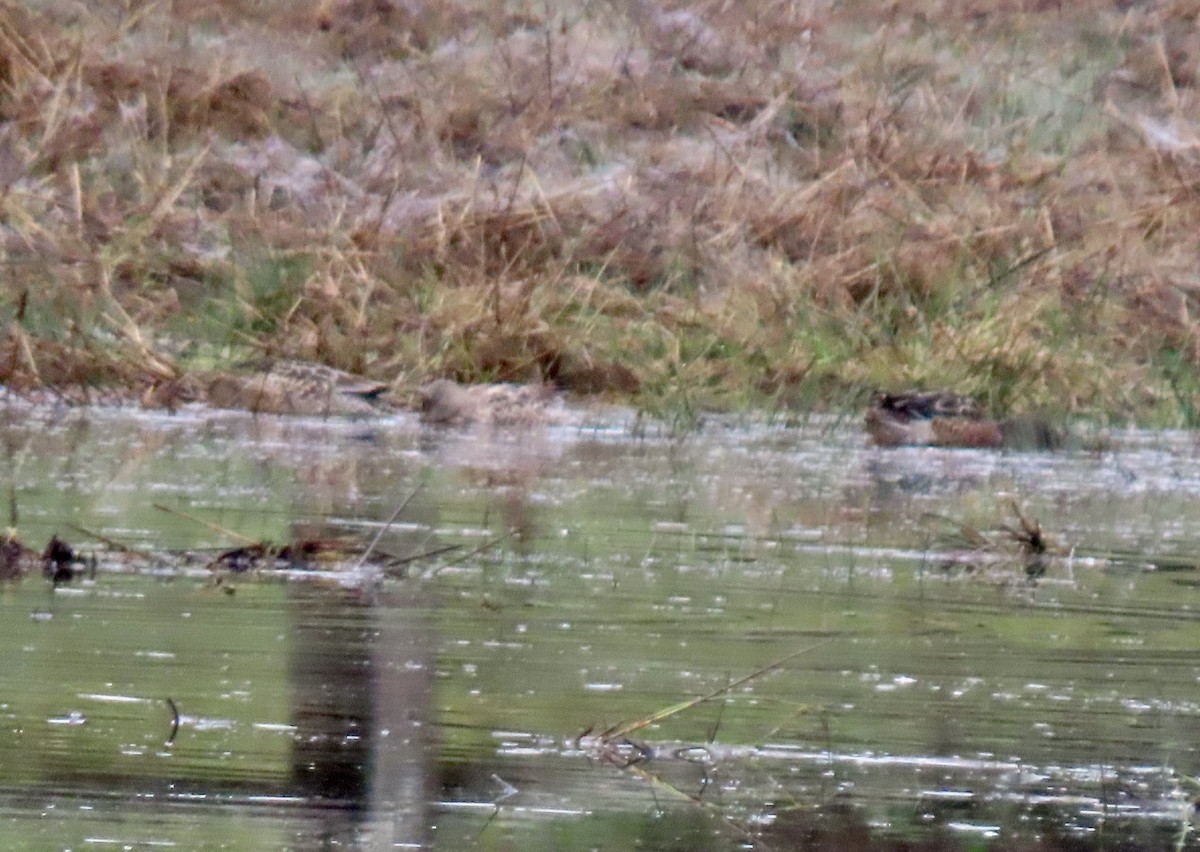 Northern Shoveler - ML646460481