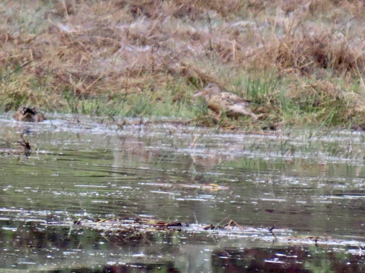 Northern Shoveler - ML646460482