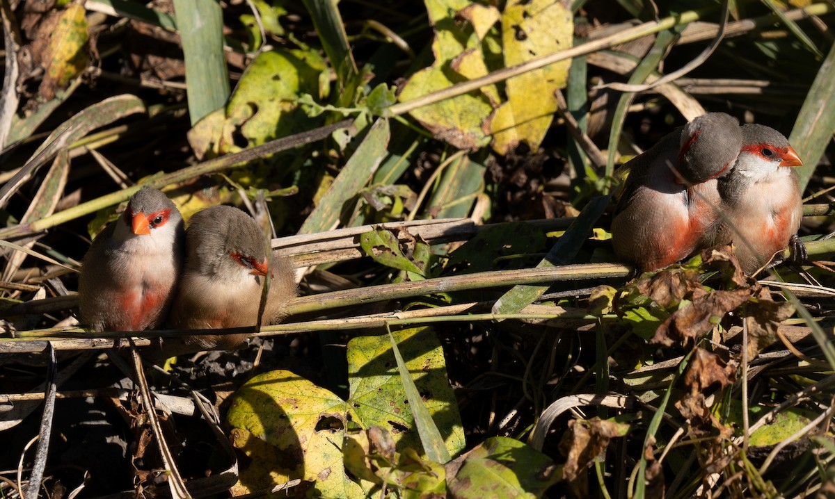 Common Waxbill - ML646460483