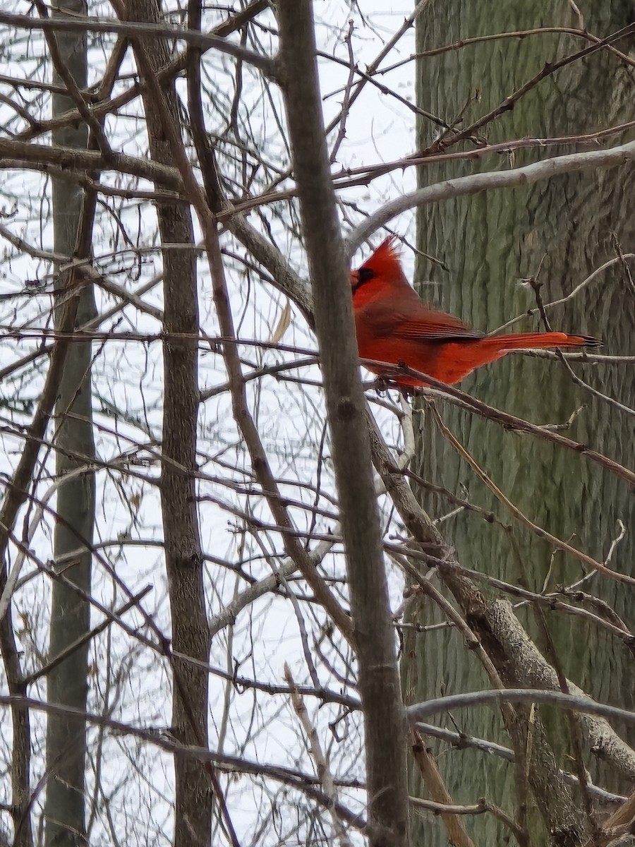 Northern Cardinal - ML646460487