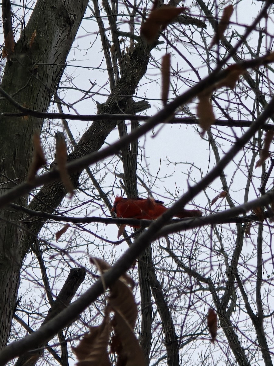 Northern Cardinal - ML646460488
