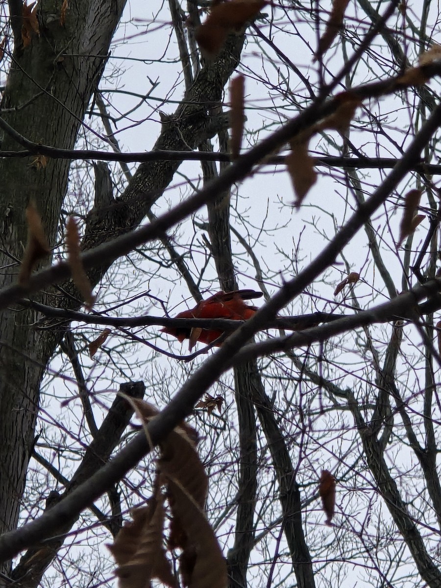 Northern Cardinal - ML646460489