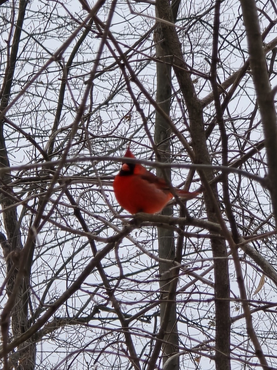 Northern Cardinal - ML646460490
