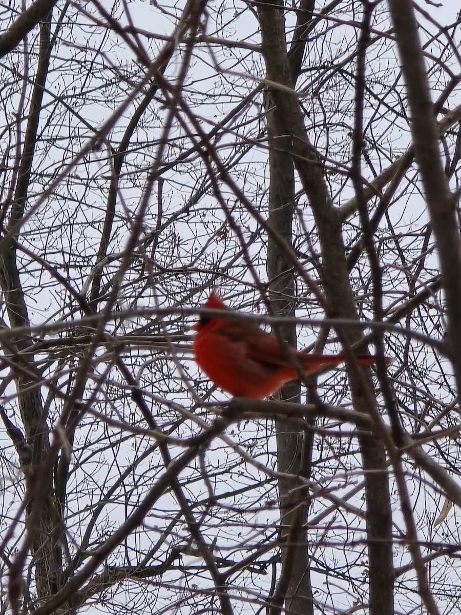 Northern Cardinal - ML646460491