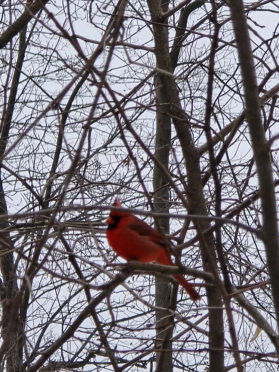 Northern Cardinal - ML646460492
