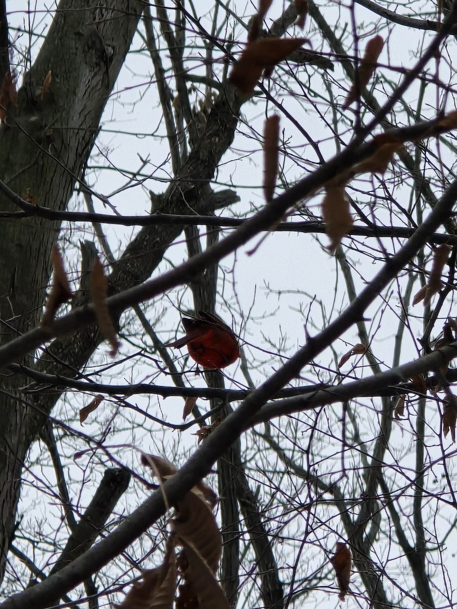Northern Cardinal - ML646460493