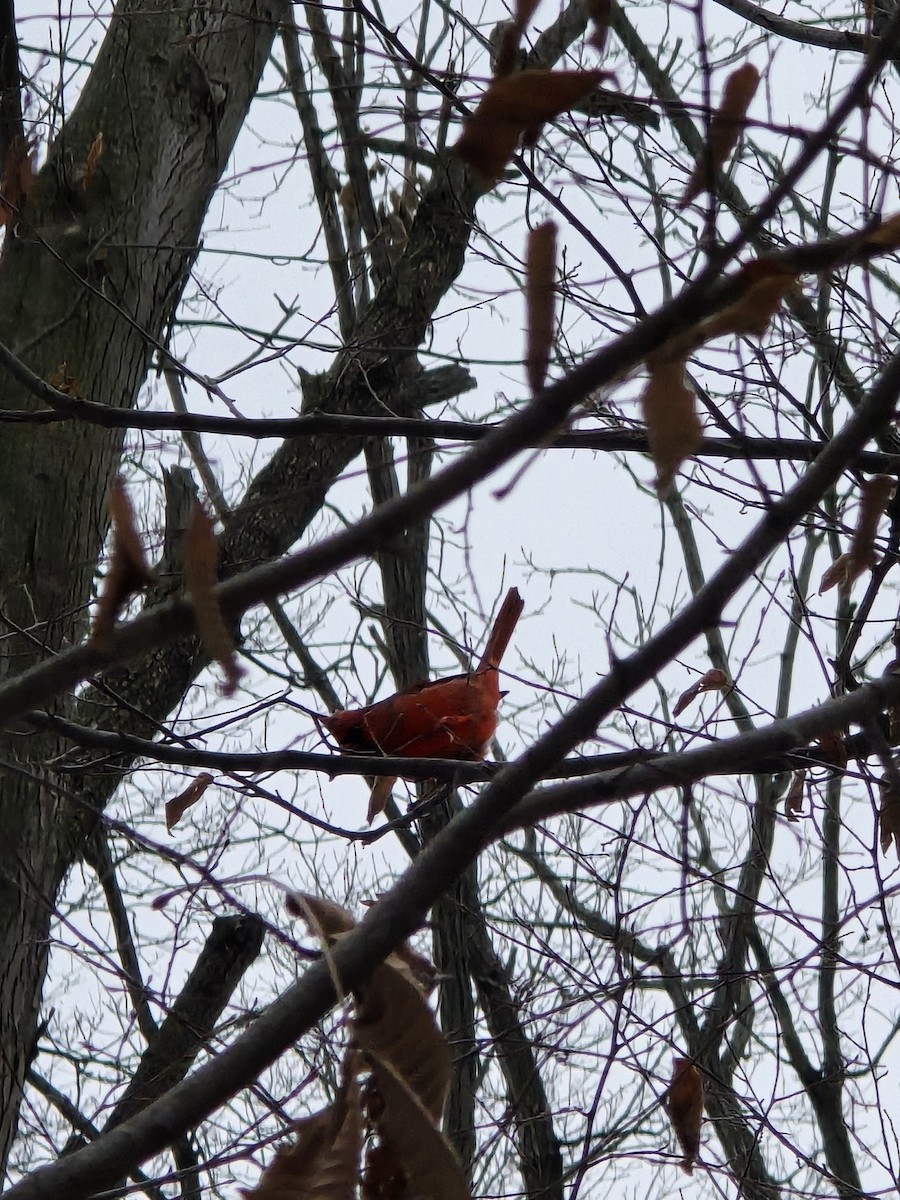 Northern Cardinal - ML646460494
