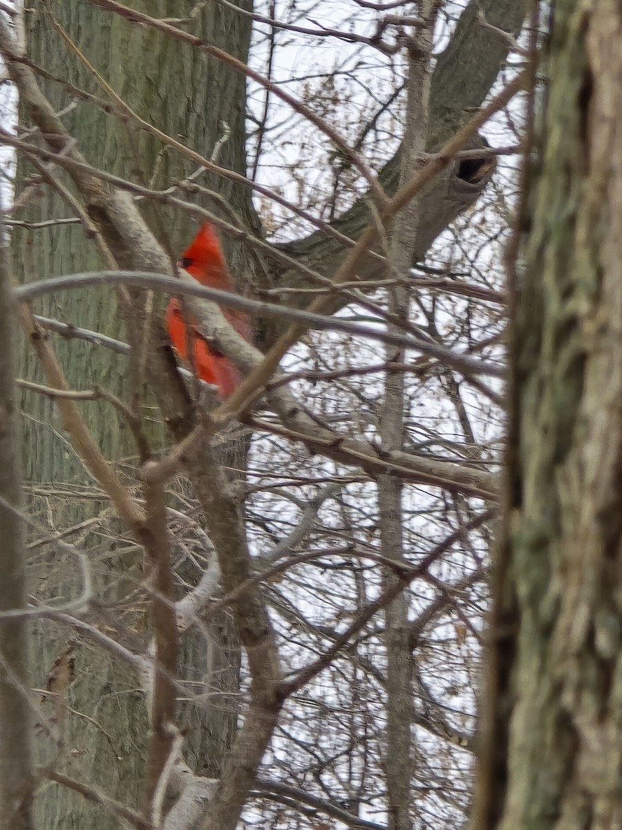 Northern Cardinal - ML646460495