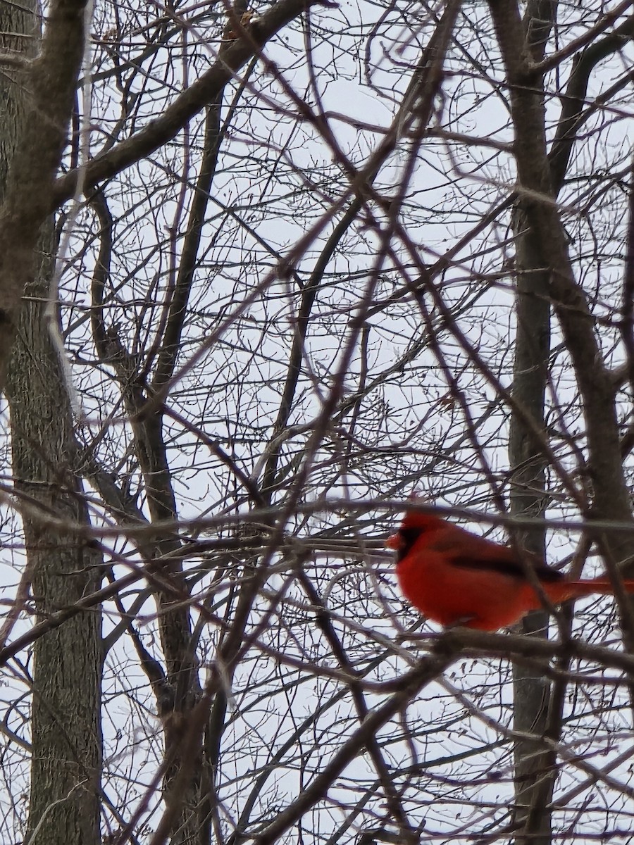 Northern Cardinal - ML646460496