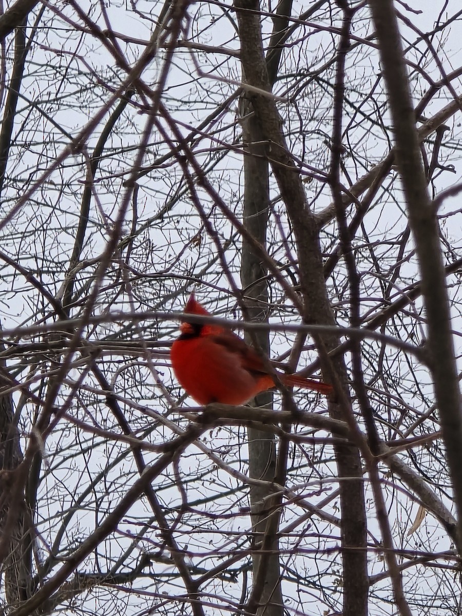 Northern Cardinal - ML646460497