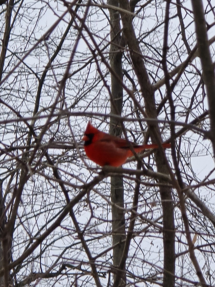 Northern Cardinal - ML646460499