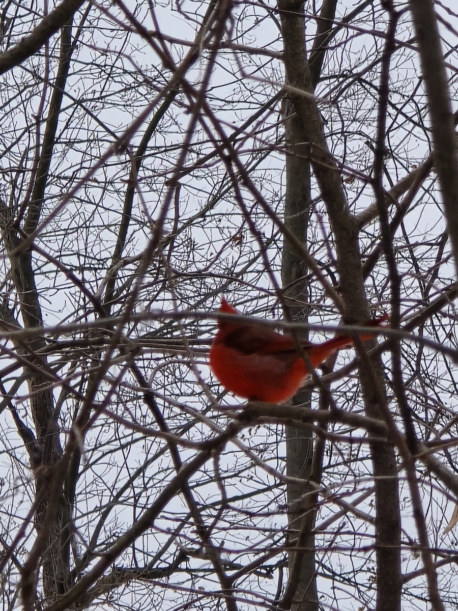 Northern Cardinal - ML646460500