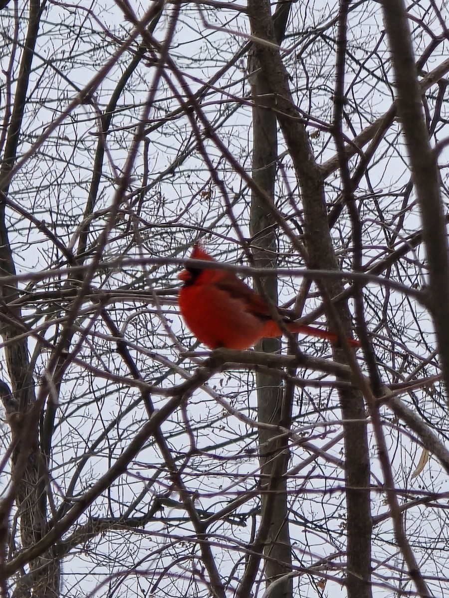 Northern Cardinal - ML646460501