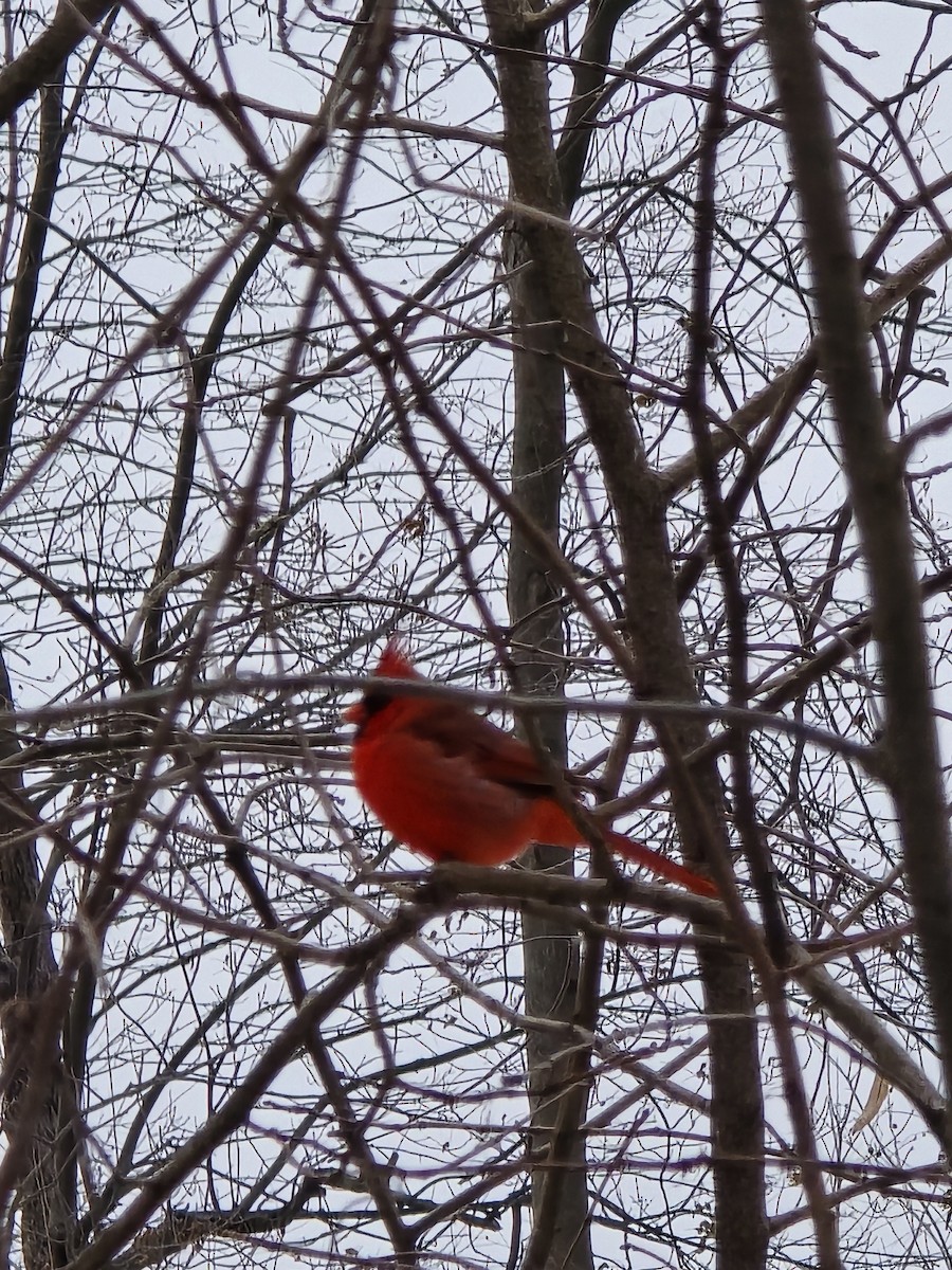 Northern Cardinal - ML646460502