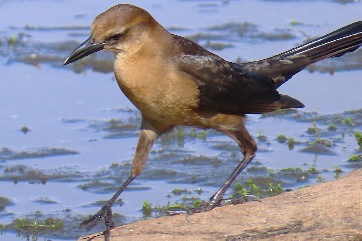 Гракл прибережний - ML646460503