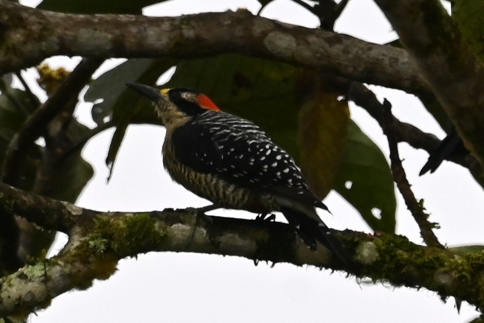 Black-cheeked Woodpecker - ML646460504