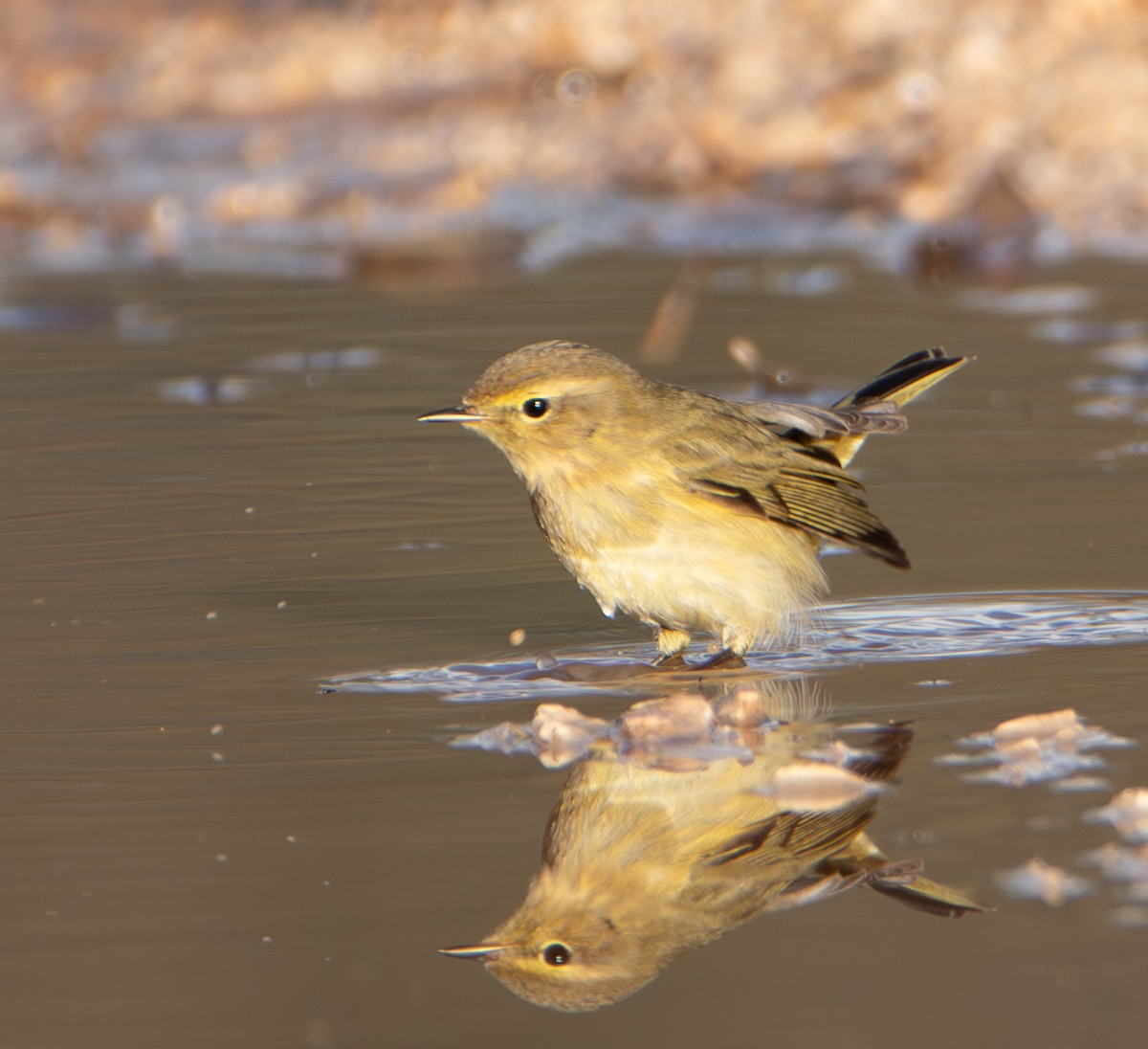 嘰喳柳鶯 - ML646460505