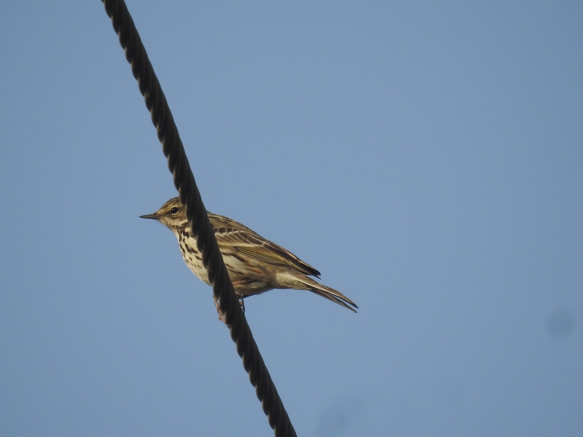 Rosy Pipit - ML646460506