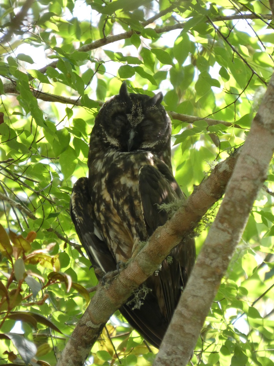 Stygian Owl - ML646460512